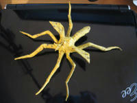 cranefly.jpg
