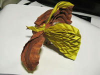 paradisebird_2.jpg