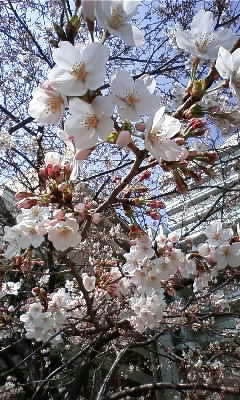 080326_1220~01.JPG