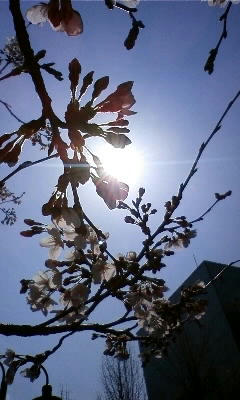 080326_1221~01.JPG