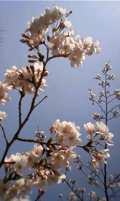 080326_1222~01.JPG