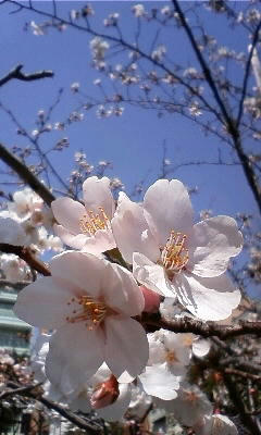 080326_1222~02.JPG