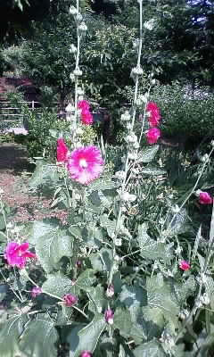 080616_1513~01.JPG