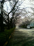 桜１