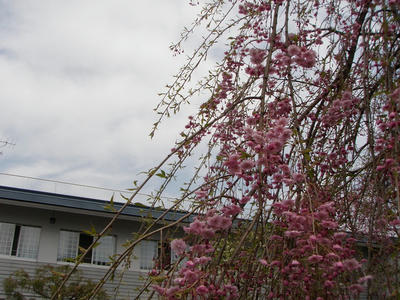 P5180932.JPG