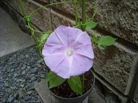 DSCN0005z1.JPG