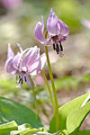 DPP_0003037.JPG