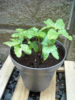 DSCN0003_edited-1.JPG