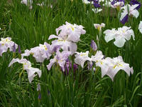 DSCN0026-a.JPG