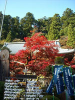 DSCN0006.jpg