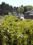 P1000253.JPG