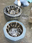P1000256.JPG