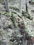 P1000266.JPG