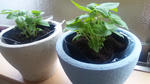 20110605-1.jpg