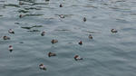 DVC00170.JPG