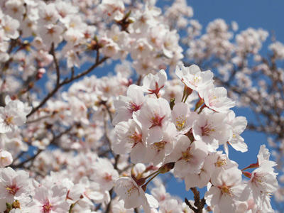 2011_sakurajpg.jpg
