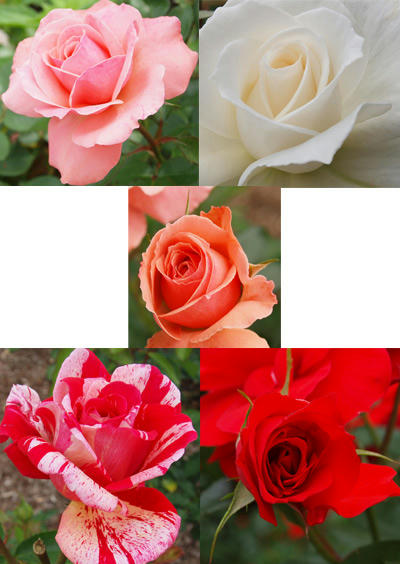 rose.jpg