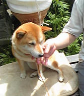 「あ～ダリ～」(笑)