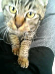 野良猫2