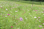 DSC00327.jpg