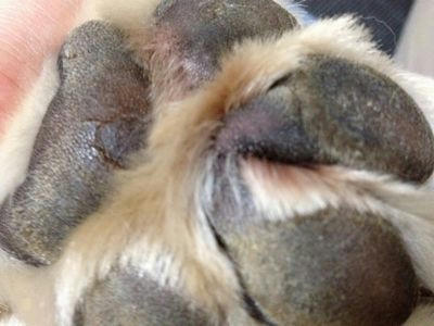 今はこんな感じです。マラセブする前の写真もありますが、グロいので載せません