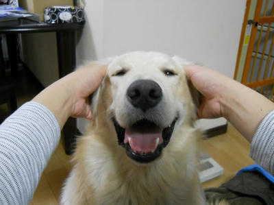 犬によっては耳の根本を捕まれると嫌がることもあるみたいです