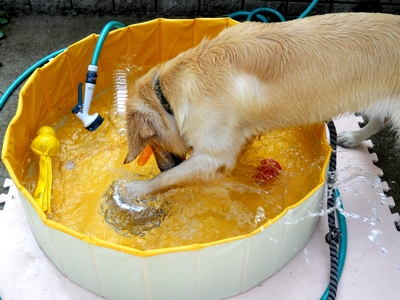 プールバイバースで冷水に怒りをぶつけるゴールデンレトリバー、カイザー皇帝