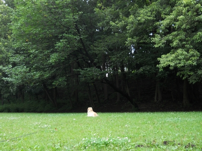 ［広々した公園でひとり和むゴールデンレトリバー、カイザー］