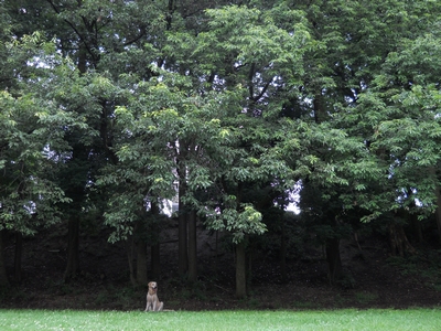 ［広々した公園でひとり和むゴールデンレトリバー、カイザー］