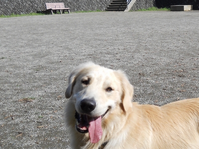 ［炎天下の公園で待機中のゴールデンレトリバー、カイザー］