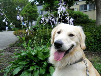 ［ゴールデンレトリバー、カイザー皇帝とギボウシの花］