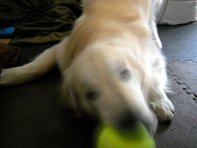 Petsport Giant Tuff Ball 献上初日
