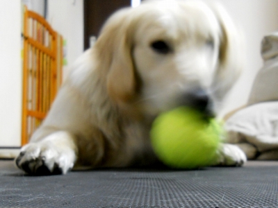 Petsport Giant Tuff Ball 献上2日目