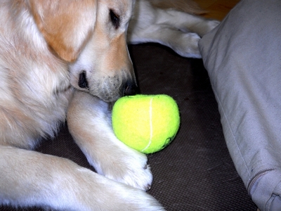 Petsport Giant Tuff Ball 献上2日目