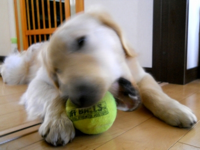 Petsport Giant Tuff Ball　献上１５日目