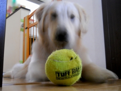 Petsport Giant Tuff Ball　献上１５日目