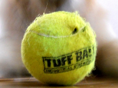 Petsport Giant Tuff Ball　献上１５日目にしてフェルト貫通