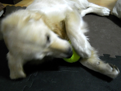 Petsport Giant Tuff Ball 献上2日目