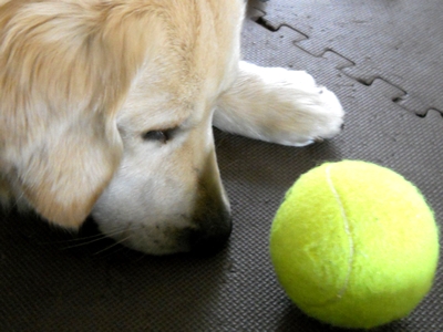 Petsport Giant Tuff Ball 献上の儀