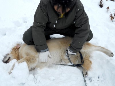 雪に埋もれて遊ぶゴールデンレトリバー、カイザー皇帝