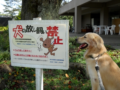 ゴールデンレトリバー、カイザー皇帝と犬看板@津久井湖城山公園、花の苑地