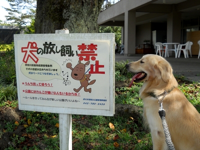 ゴールデンレトリバー、カイザー皇帝と犬看板＠津久井湖城山公園、花の苑地