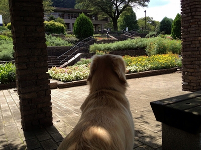ゴールデンレトリバー、カイザー皇帝@津久井湖城山公園、花の苑地