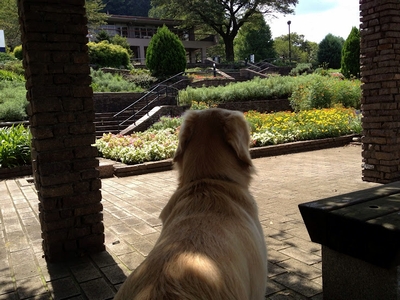 ゴールデンレトリバー、カイザー皇帝＠津久井湖城山公園、花の苑地