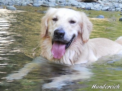 ゴールデンレトリバー、カイザー皇帝の肖像