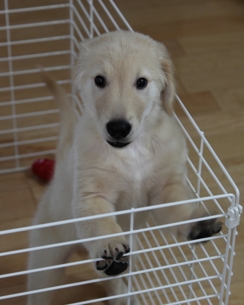 幼犬時代のゴールデンレトリバー、カイザー（仮名）