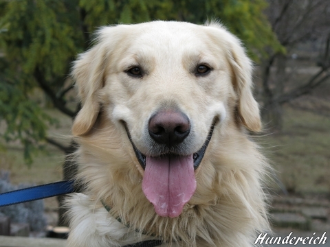 ゴールデンレトリバー、カイザー皇帝の肖像