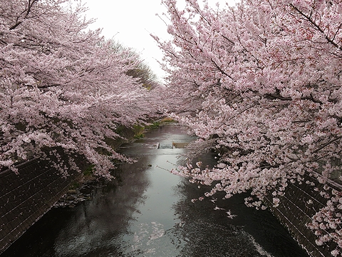 2013年春のお花見