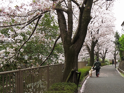 ゴールデンレトリバー、カイザー皇帝と下僕２、桜満開の恩田川自転車歩行者道路を疾走