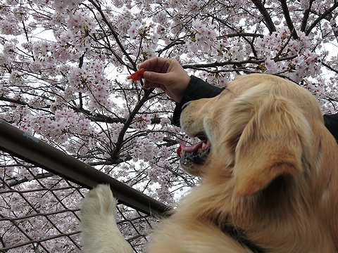 ゴールデンレトリバー、カイザー皇帝、花よりジャーキー@2013年春のお花見
